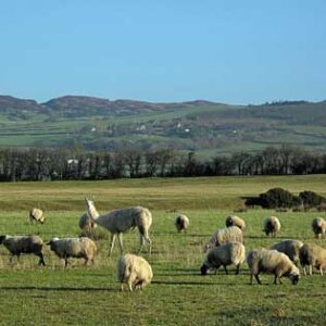 The Other Livestock Guardians: Llamas and Donkeys Image